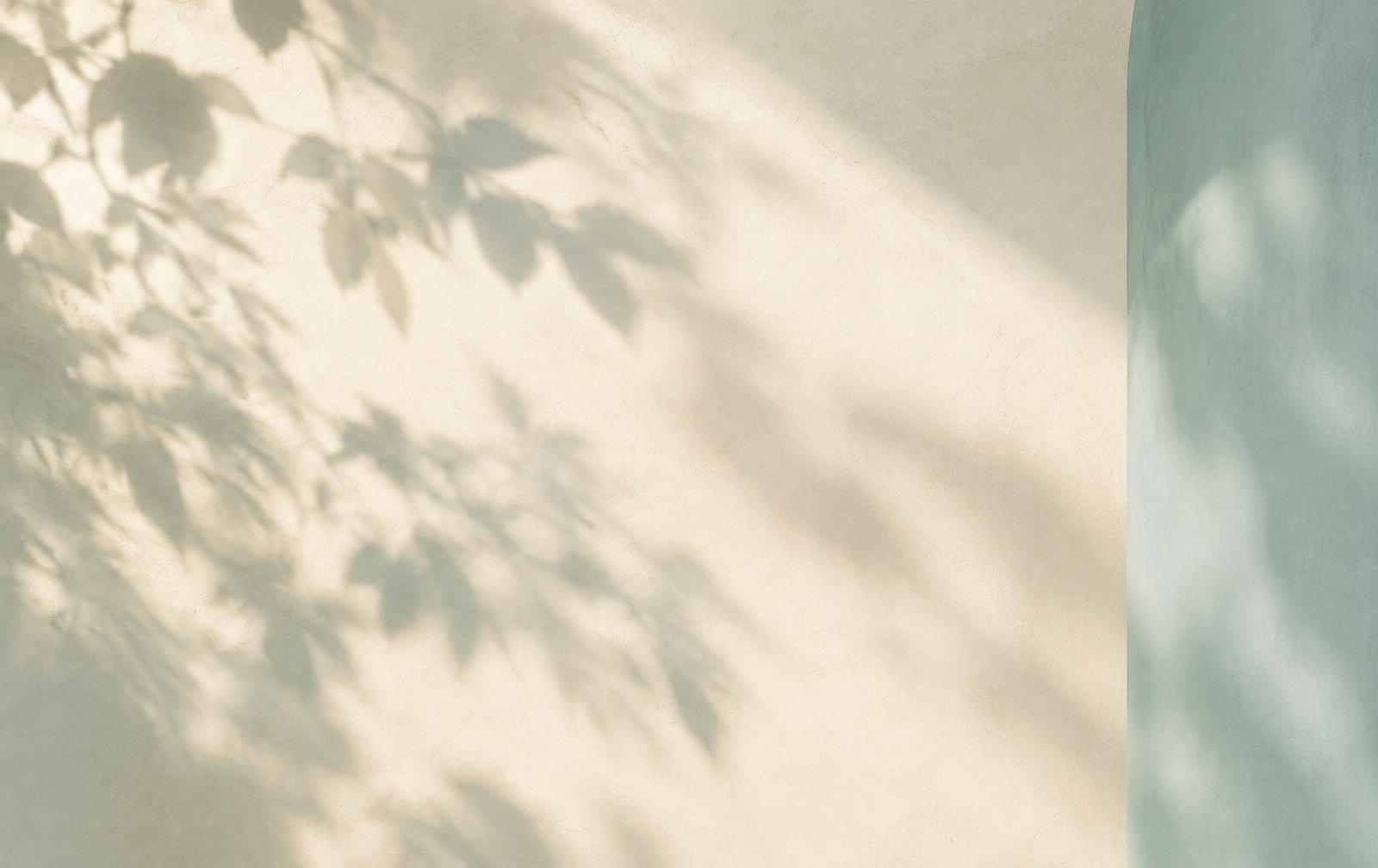 Soft afternoon light and leaf shadows falling across a pale plaster wall